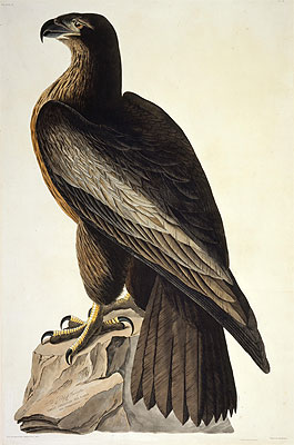 The Bird of Washington or Great American Sea Eagle, 1822 | Audubon