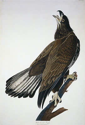 White-Headed Eagle, undated | Audubon | Painting Reproduction