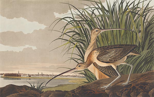Long-Billed Curlew, 1834 | Audubon | Gemälde Reproduktion