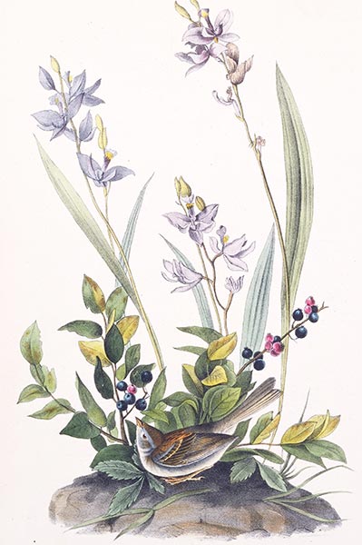 Feldammer, c.1840/44 | Audubon