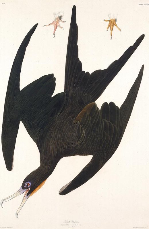 Fregattenvogel Pelikan, 1835 | Audubon