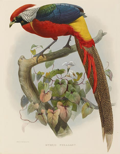 Hybrid Pheasant, c.1870/72 | Joseph Wolf | Gemälde Reproduktion