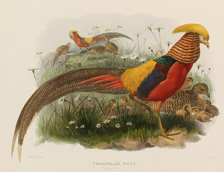 Thaumalea Picta (Golden Pheasant), c.1870/72 | Joseph Wolf | Painting Reproduction