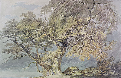 Ein großer Baum, c.1796 von J. M. W. Turner | Gemälde-Reproduktion