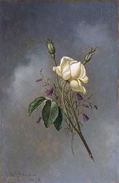 White Rose against a Cloudy Sky, 1876 by Martin Johnson Heade | Painting Reproduction