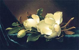 Two Magnolias and a Bud on Teal Velvet, c.1885/95 by Martin Johnson Heade | Painting Reproduction