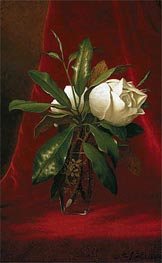Magnolias, c.1883/00 von Martin Johnson Heade | Gemälde-Reproduktion