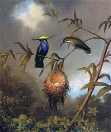 Black-Breasted Plovercrest, c.1864/65  by Martin Johnson Heade | Painting Reproduction