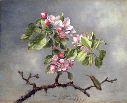 Apfelblüten und ein Kolibri, 1875 von Martin Johnson Heade | Gemälde-Reproduktion
