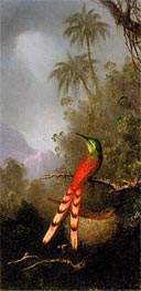 Red-Tailed Comet (hummingbird) in the Andes, c.1883 von Martin Johnson Heade | Gemälde-Reproduktion