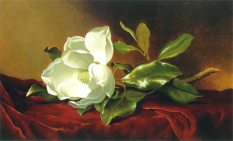 A Magnolia on Red Velvet, c.1885/95 | Martin Johnson Heade | Painting Reproduction