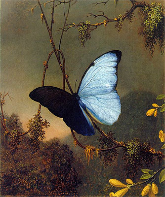 Blue Morpho Butterfly, c.1864/65 by Martin Johnson Heade | Painting Reproduction