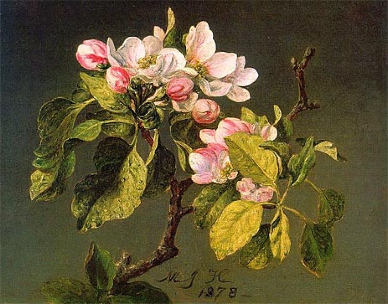 A Branch of Apple Blossoms and Buds, 1878 by Martin Johnson Heade | Painting Reproduction