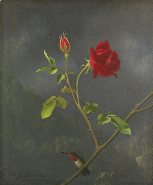 Rote Rose mit Rubin-Kehle, c.1875/83 von Martin Johnson Heade | Gemälde-Reproduktion