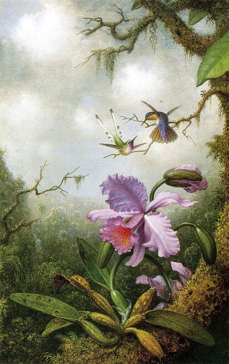 Zwei Kolibris mit einer rosa Orchidee, c.1875/90 von Martin Johnson Heade | Gemälde-Reproduktion