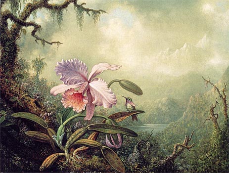 Heliodore's Woodstar and a Pink Orchid, c.1875/90 | Martin Johnson Heade | Gemälde Reproduktion