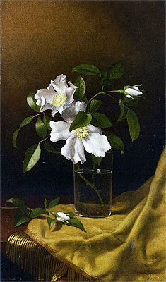 Cherokee-Rosen in einem Glas auf goldenem Samtplüsch | Martin Johnson Heade | Gemälde Reproduktion
