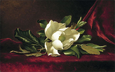 The Magnolia Flower, 1888 | Martin Johnson Heade | Painting Reproduction