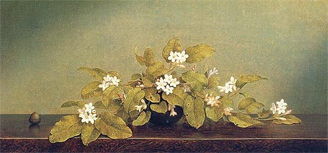 Nachblühende Arbutus | Martin Johnson Heade | Gemälde Reproduktion