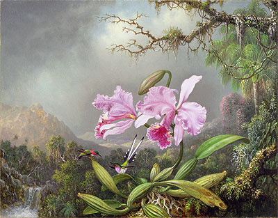 Study of an Orchid, 1872 | Martin Johnson Heade | Gemälde Reproduktion