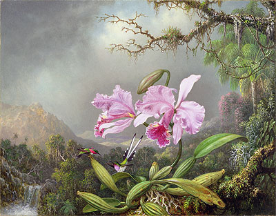 Studie einer Orchidee | Martin Johnson Heade | Gemälde Reproduktion