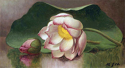 Lotus Blossom (Water Lily), c.1885/00 | Martin Johnson Heade | Gemälde Reproduktion