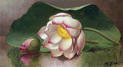 Lotus Blossom (Water Lily), c.1885/00 | Martin Johnson Heade