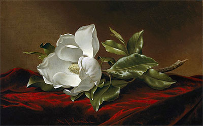 Magnolia grandiflora, c.1885/95 von Martin Johnson Heade | Gemälde-Reproduktion