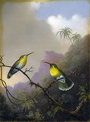 Zwei Kolibris: 'Kupferschwanz amazili' | Martin Johnson Heade | Gemälde Reproduktion
