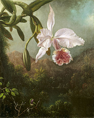 Orchid Blossoms, 1873 | Martin Johnson Heade