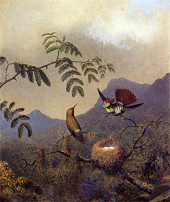 Frilled Coquette: Fransen-Coquette, c.1864/65  von Martin Johnson Heade | Gemälde-Reproduktion