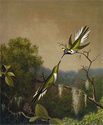 Brazilian Hummingbirds IV (Heliactin Cornuta), undated | Martin Johnson Heade | Painting Reproduction