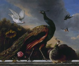 Blue Peacock on a Marble Ledge | Melchior d'Hondecoeter | Painting Reproduction