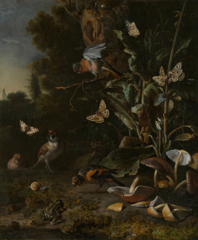 Birds, Butterflies and a Frog among Plants and Fungi, 1668 | Melchior d'Hondecoeter