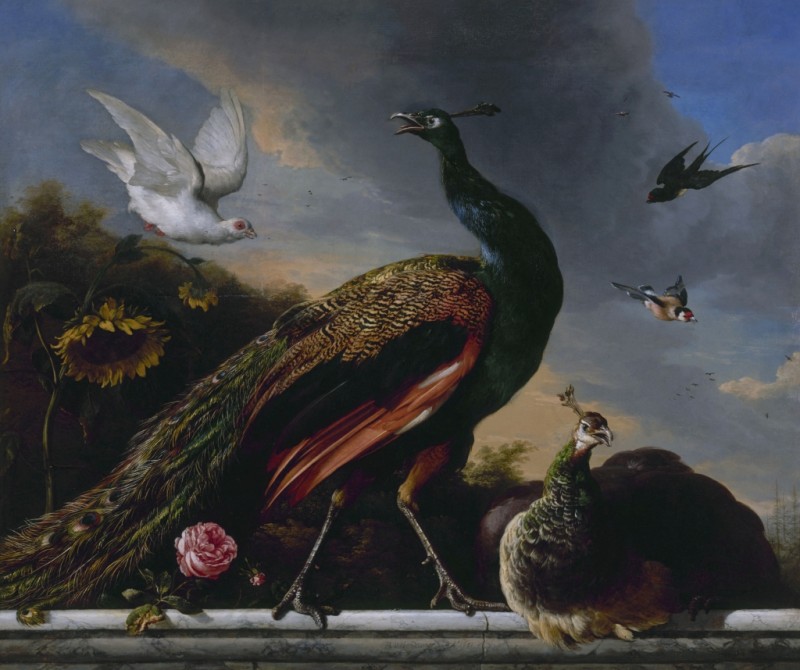Blue Peacock on a Marble Ledge, 1681 | Melchior d'Hondecoeter
