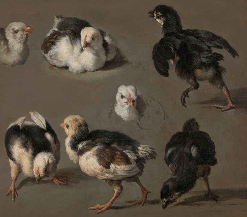 Seven Chicks, c.1665/68 | Melchior d'Hondecoeter
