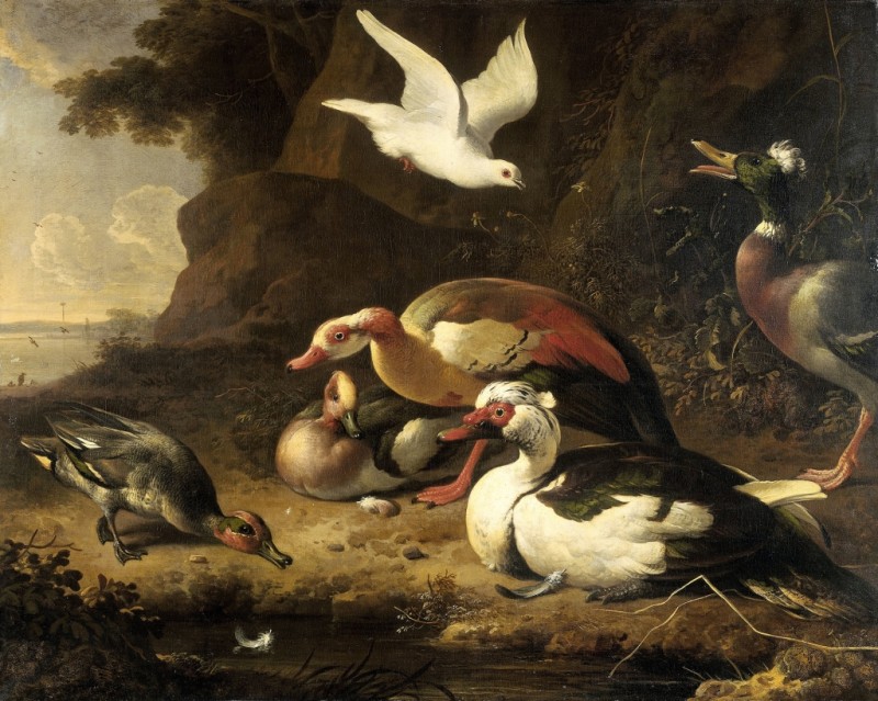 Ducks, c.1675/80 | Melchior d'Hondecoeter