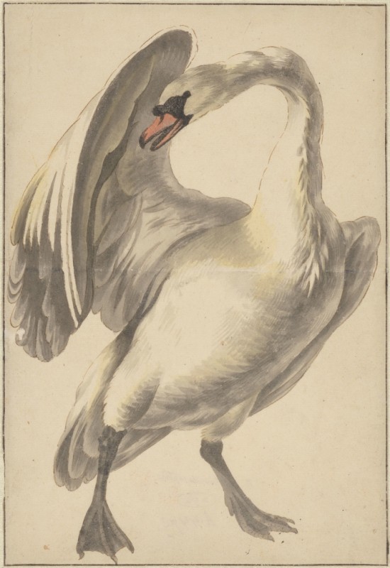 Melchior d'Hondecoeter | White Tame Swan, c.1646/95 White Tame Swan, c.1646/95 | Melchior d'Hondecoeter