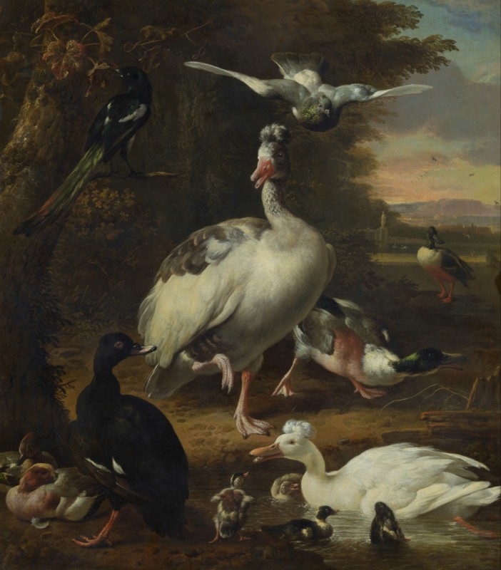Birds, n.d. | Melchior d'Hondecoeter