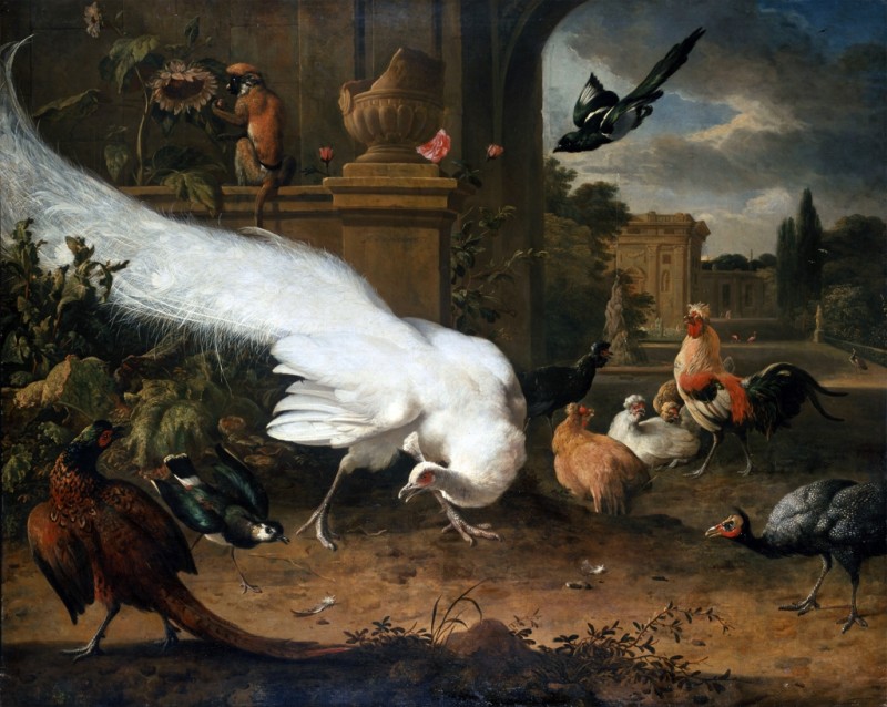 Melchior d'Hondecoeter | Der Weiße Pfau, n.d. Der Weiße Pfau, n.d. | Melchior d'Hondecoeter