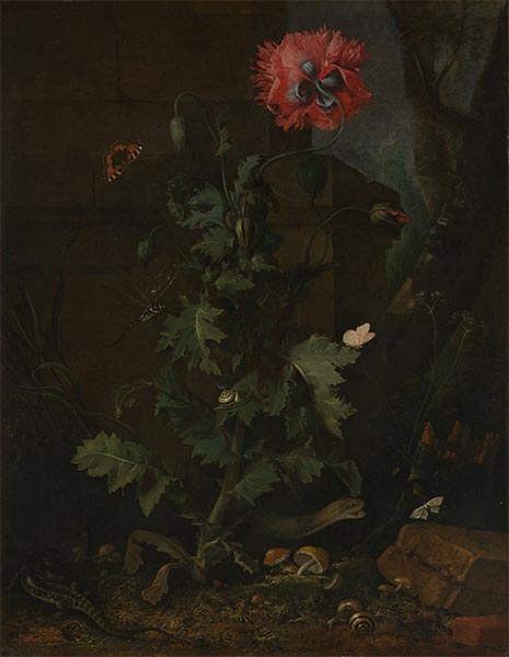 Stillleben mit Mohn, Insekten und Reptilien, c.1670 | van Schrieck | Gemälde Reproduktion