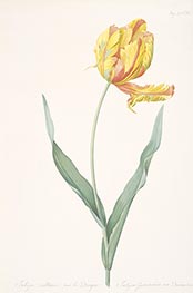 Tulipa gesneriana var. dracontia (Parrot Tulip), 1816 by Pierre-Joseph Redouté | Painting Reproduction