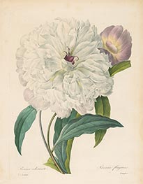 Paeonia flagrans. Peony, 1827 by Pierre-Joseph Redouté | Painting Reproduction