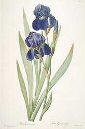 Iris germanica (Bearded Iris), 1812 by Pierre-Joseph Redouté | Painting Reproduction