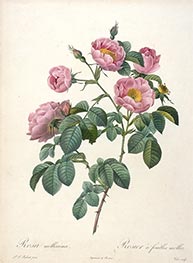 Rosier a feuilles molles, c.1817/24 by Pierre-Joseph Redouté | Painting Reproduction