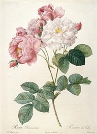 Rosier de Cels, c.1817/24 by Pierre-Joseph Redouté | Painting Reproduction