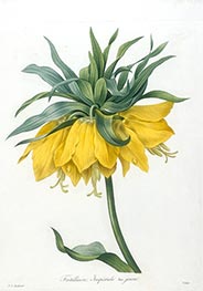 Fritillaire Imperiale, jaune, 1827 by Pierre-Joseph Redouté | Painting Reproduction
