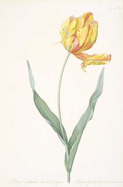 Tulipa gesneriana var. dracontia (Parrot Tulip), 1816 | Pierre-Joseph Redouté | Painting Reproduction