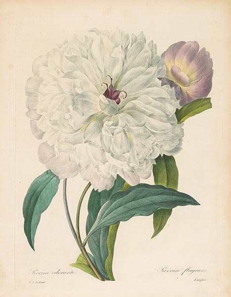 Paeonia flagrans. Peony, 1827 | Pierre-Joseph Redouté | Gemälde Reproduktion