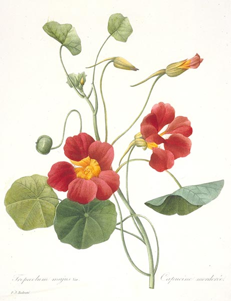 Tropaeolum majus (Garden Nasturtium), 1827 | Pierre-Joseph Redouté | Painting Reproduction